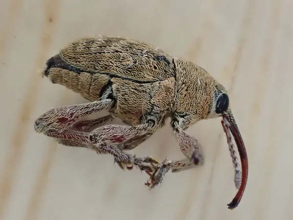 Weevils in Virginia: Which Ones You'll Find, Where, and When