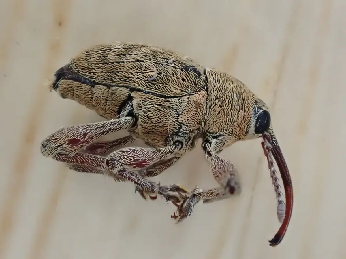 Side view of an acorn weevil with its long, thin, curved snout