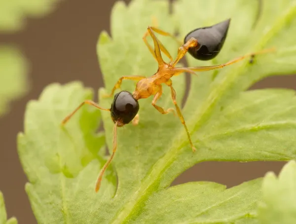 Close-up of an acrobat ant on a leaf showing its distinctive orange body and heart-shaped abdomen