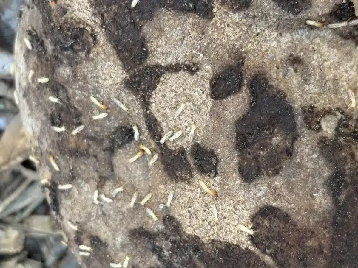 Mulch around home foundation showing proper spacing