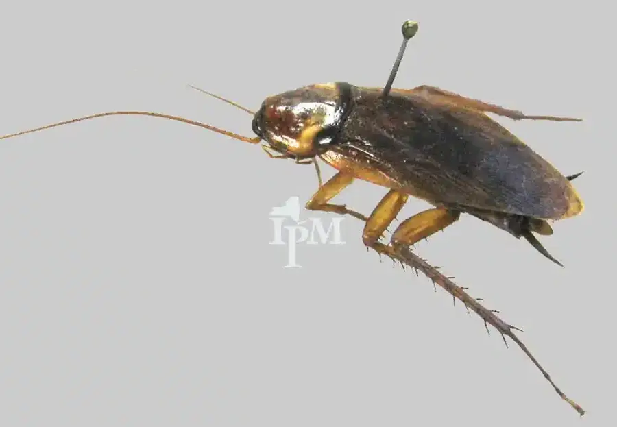 Adult American cockroach on a gray background