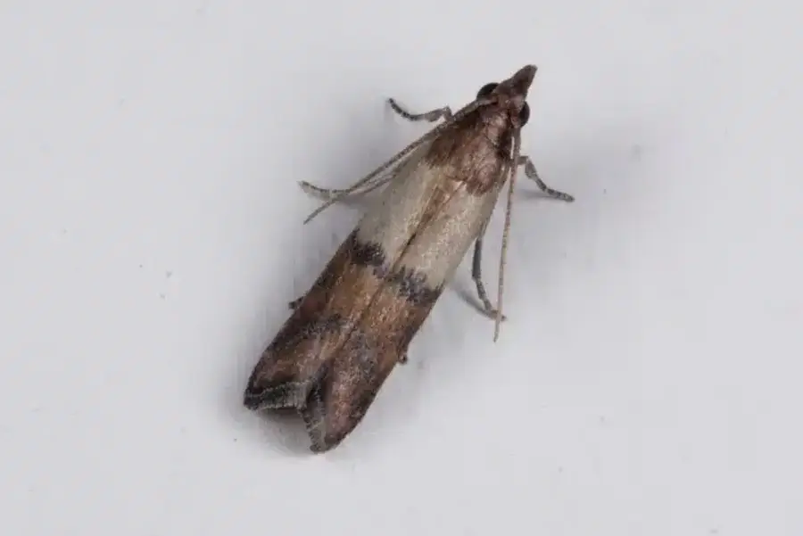 Pantry moth displaying characteristic wing patterns