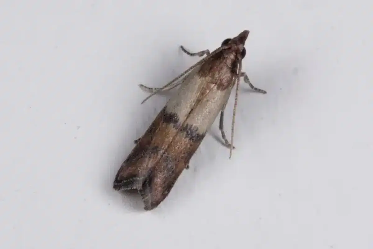 Indian meal moth showing two-toned wing pattern typical of pantry moths