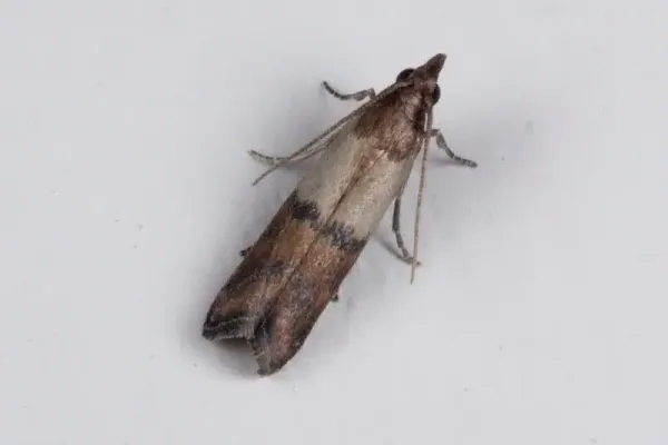Pantry Moths vs Clothes Moths: A DC Homeowner's Guide