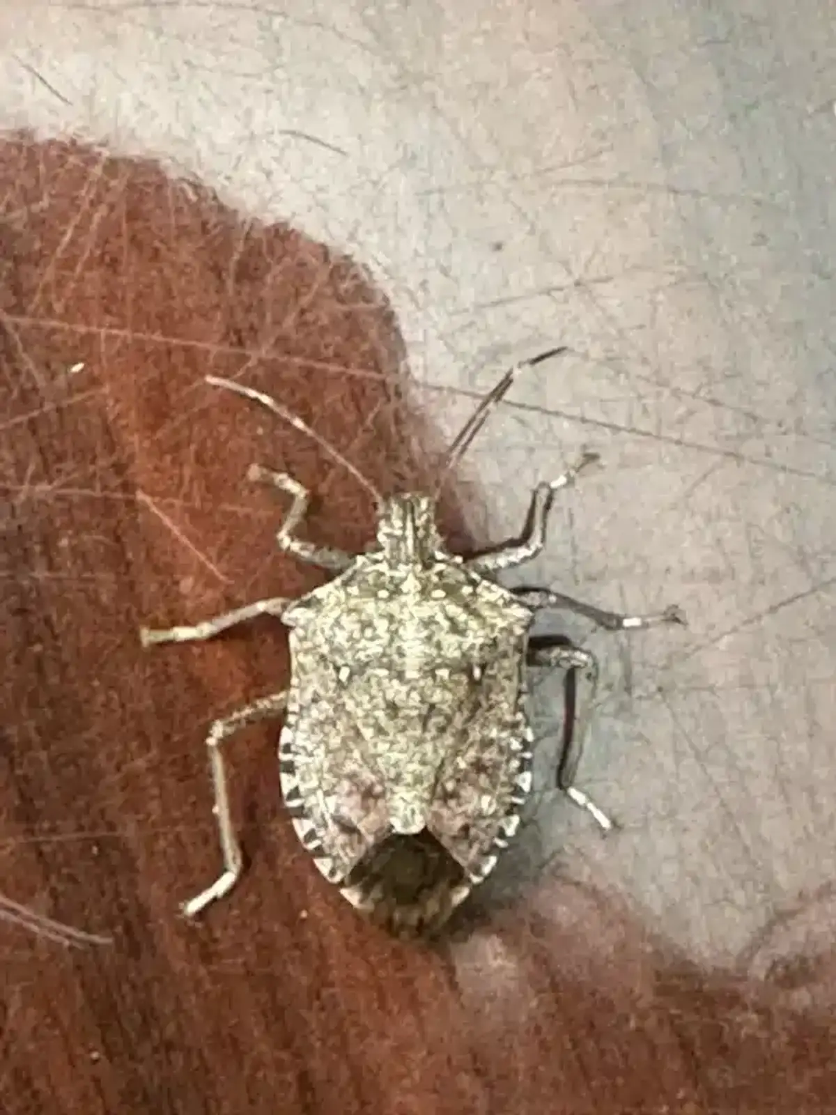 Adult stink bug showing shield-shaped body