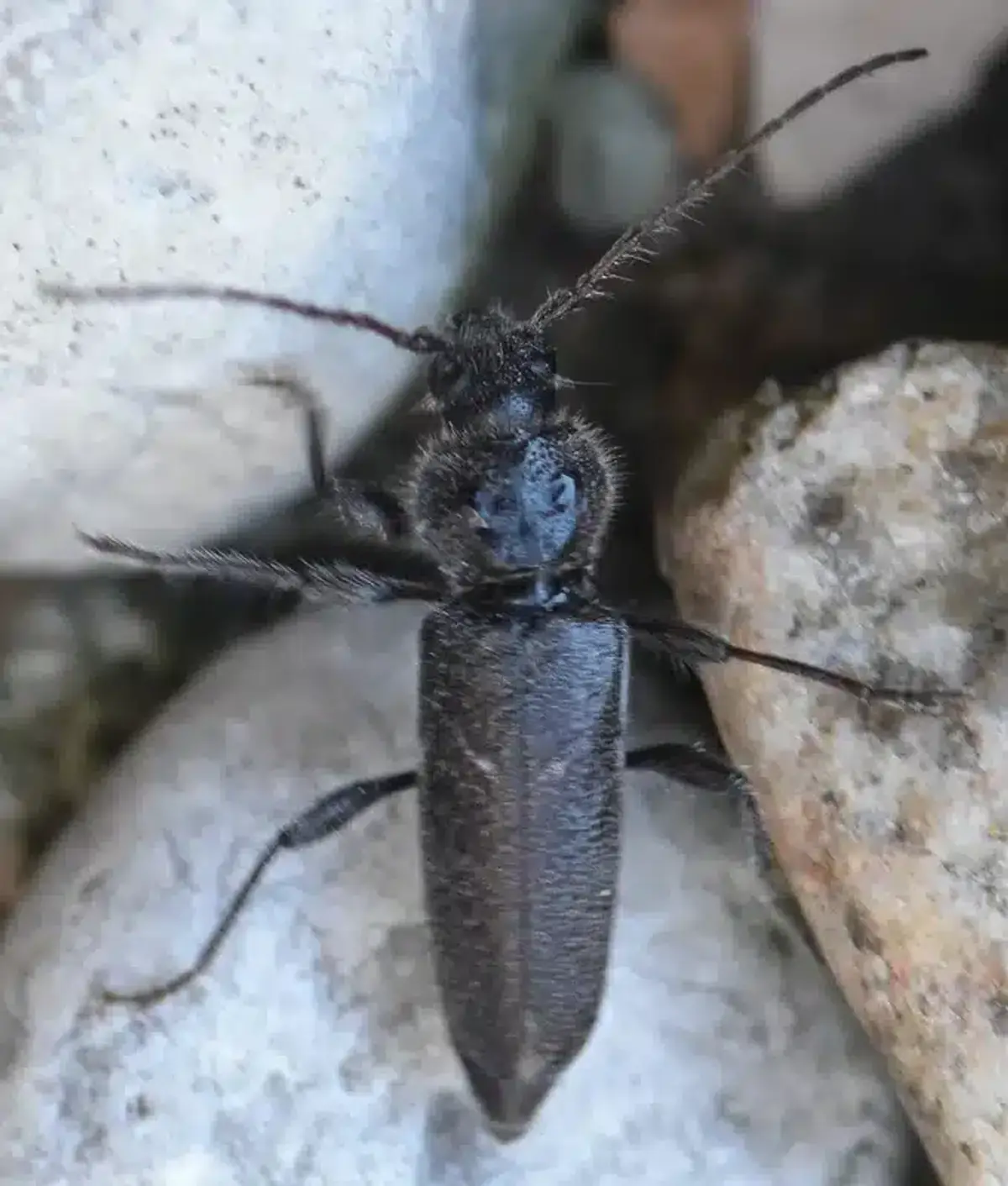 Close-up of an adult wood boring beetle showing detailed body structure