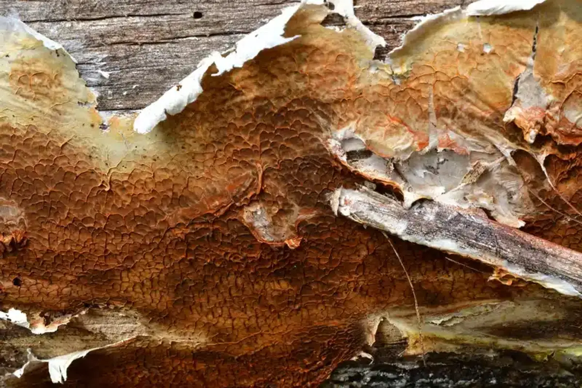 Close-up of advanced wood rot with a cracked, textured surface