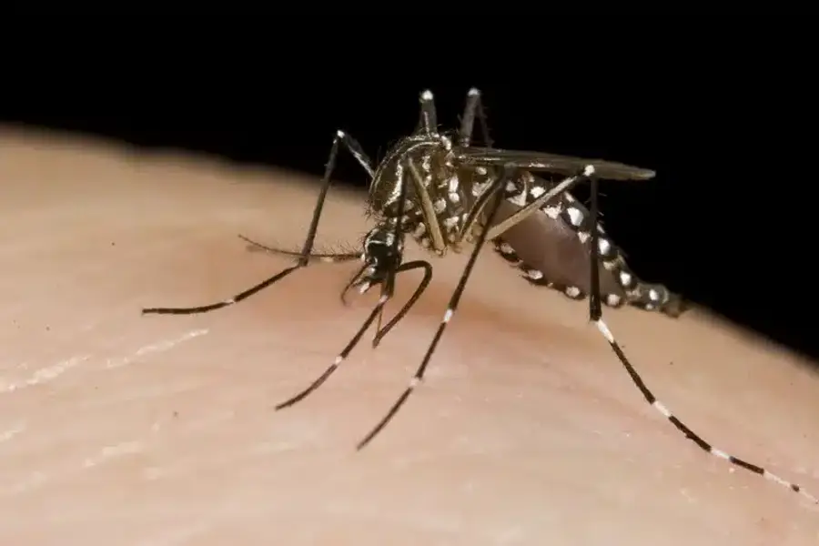 Aedes mosquito on skin close-up