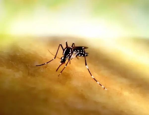 Exterminator Cost: What You'll Pay for Pest Control Services