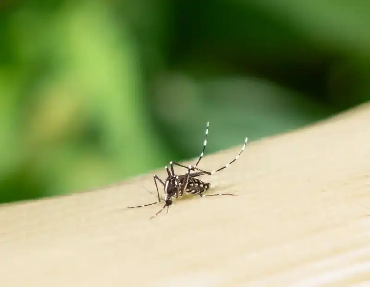 Aedes mosquito on wooden surface