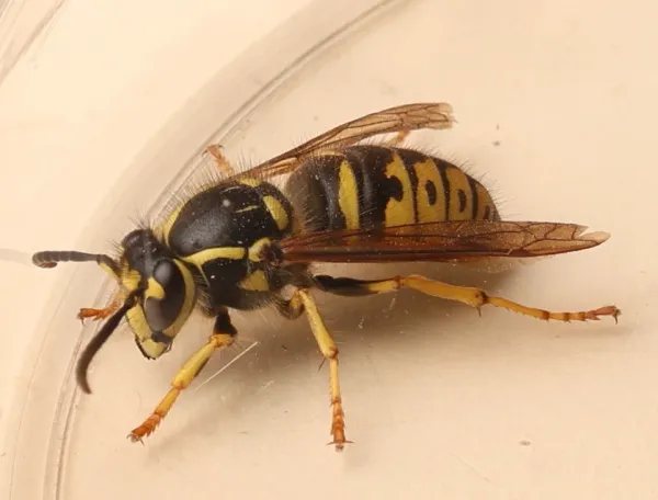 Side view of an aerial yellowjacket showing distinctive black and yellow striped pattern on abdomen and thorax