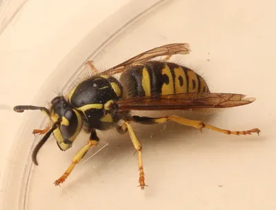Side view of an aerial yellowjacket showing distinctive black and yellow striped pattern on abdomen and thorax