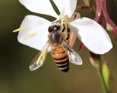 Africanized Honey Bees