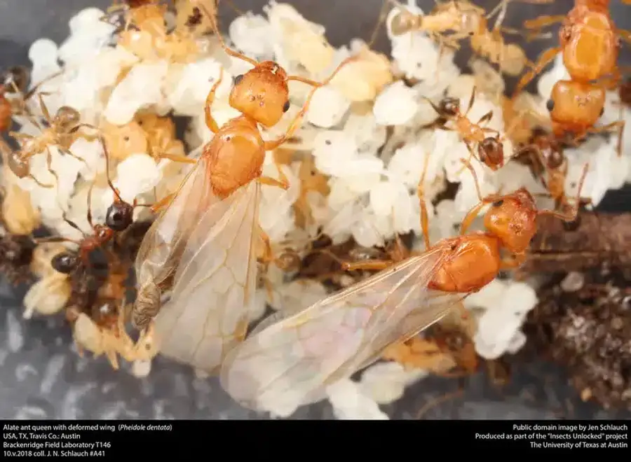 Winged carpenter ant queen alate beside wingless workers, showing the size difference