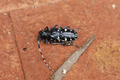 Asian Longhorned Beetles