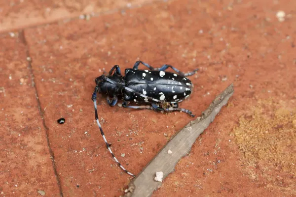Top-down view of an Asian longhorned beetle on brick showing its glossy black body with white spots and distinctively banded black-and-white antennae