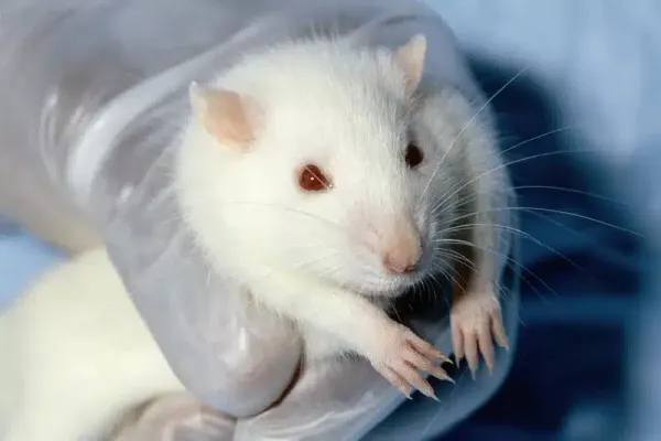 Male vs Female Rats: Key Differences You Need to Know