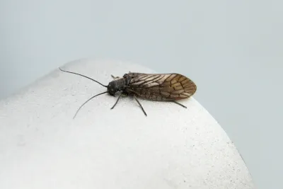Adult alderfly showing dark wings and body on a light surface