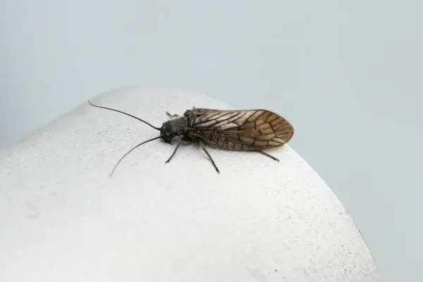 Adult alderfly showing dark wings and body on a light surface