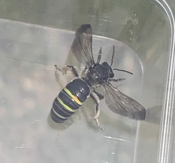 Alkali bee showing distinctive iridescent stripes on abdomen