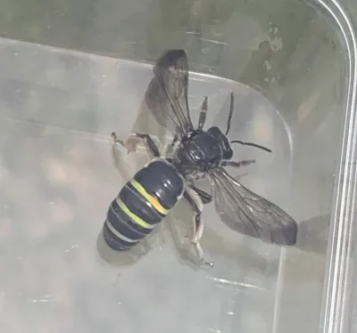 Alkali bee showing distinctive iridescent stripes on abdomen