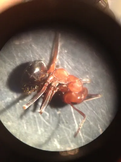 Allegheny Mound Ants