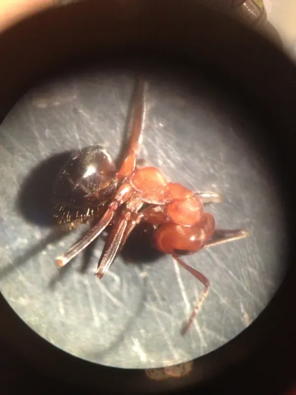 Macro close-up of an Allegheny mound ant showing its distinctive reddish-brown head and thorax with black gaster