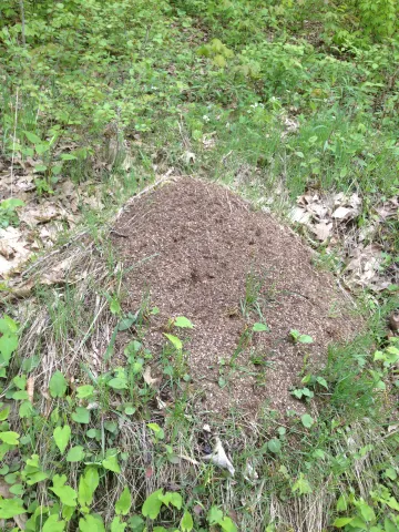 Allegheny mound ant worker, used to identify it on the ant chart
