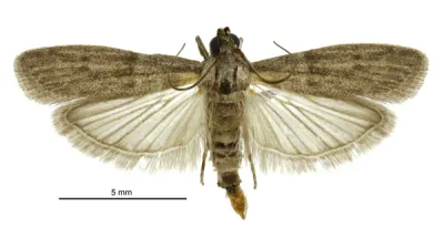 Almond Moth
