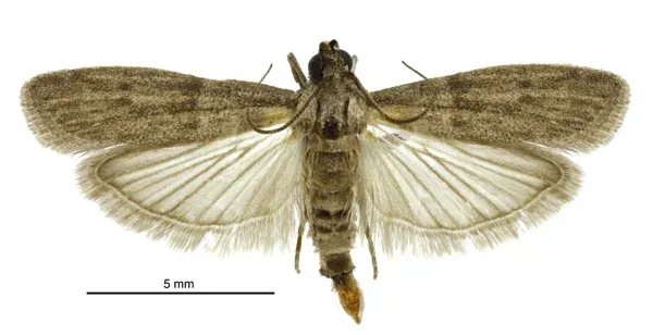 Male almond moth specimen with wings spread showing gray-brown coloring and darker wing markings