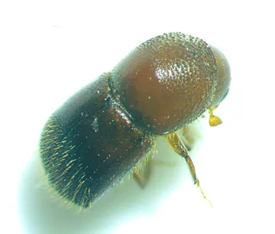 Ambrosia Beetles