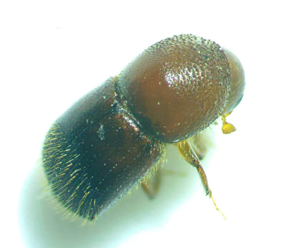 Top-down view of an ambrosia beetle showing its compact dark body with reddish-brown head and textured wing covers