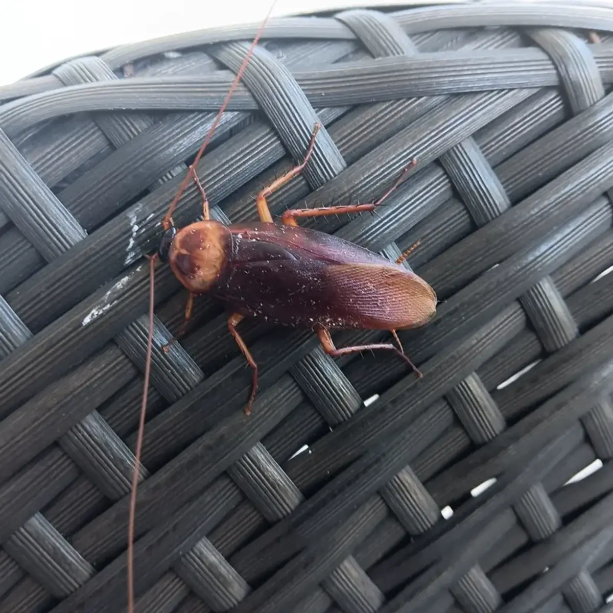 Close-up of an American cockroach showing its reddish-brown coloring and long antennae
