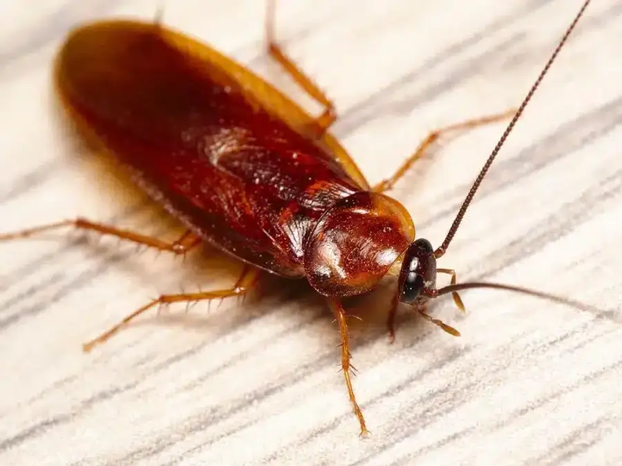 Close-up of an American cockroach showing its wings folded flat against its body