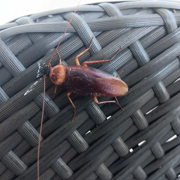 How to Get Rid of Roaches Fast: A Licensed Technician's Guide