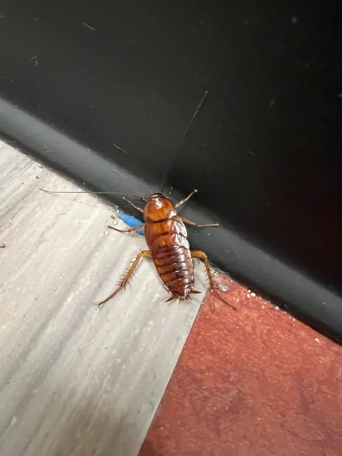 American cockroach in a corner near a baseboard