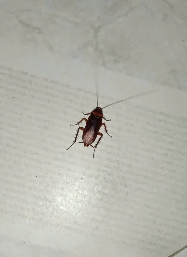 Why Do I Have Roaches? 7 Reasons Cockroaches Invade Homes