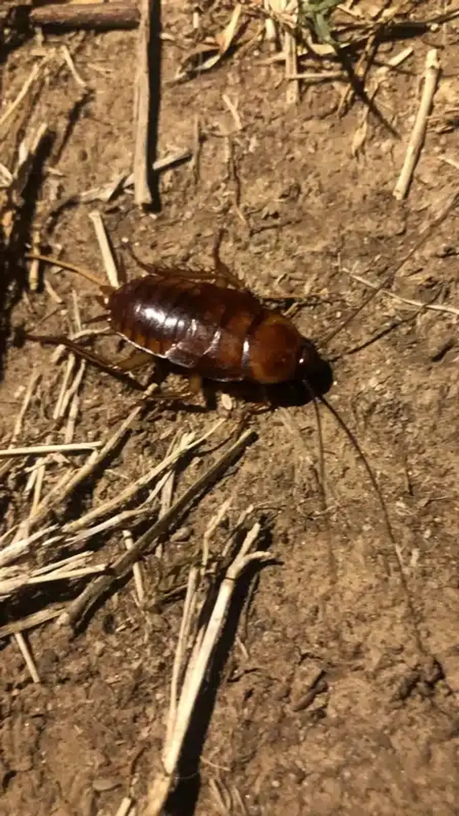American cockroach on dry ground outdoors