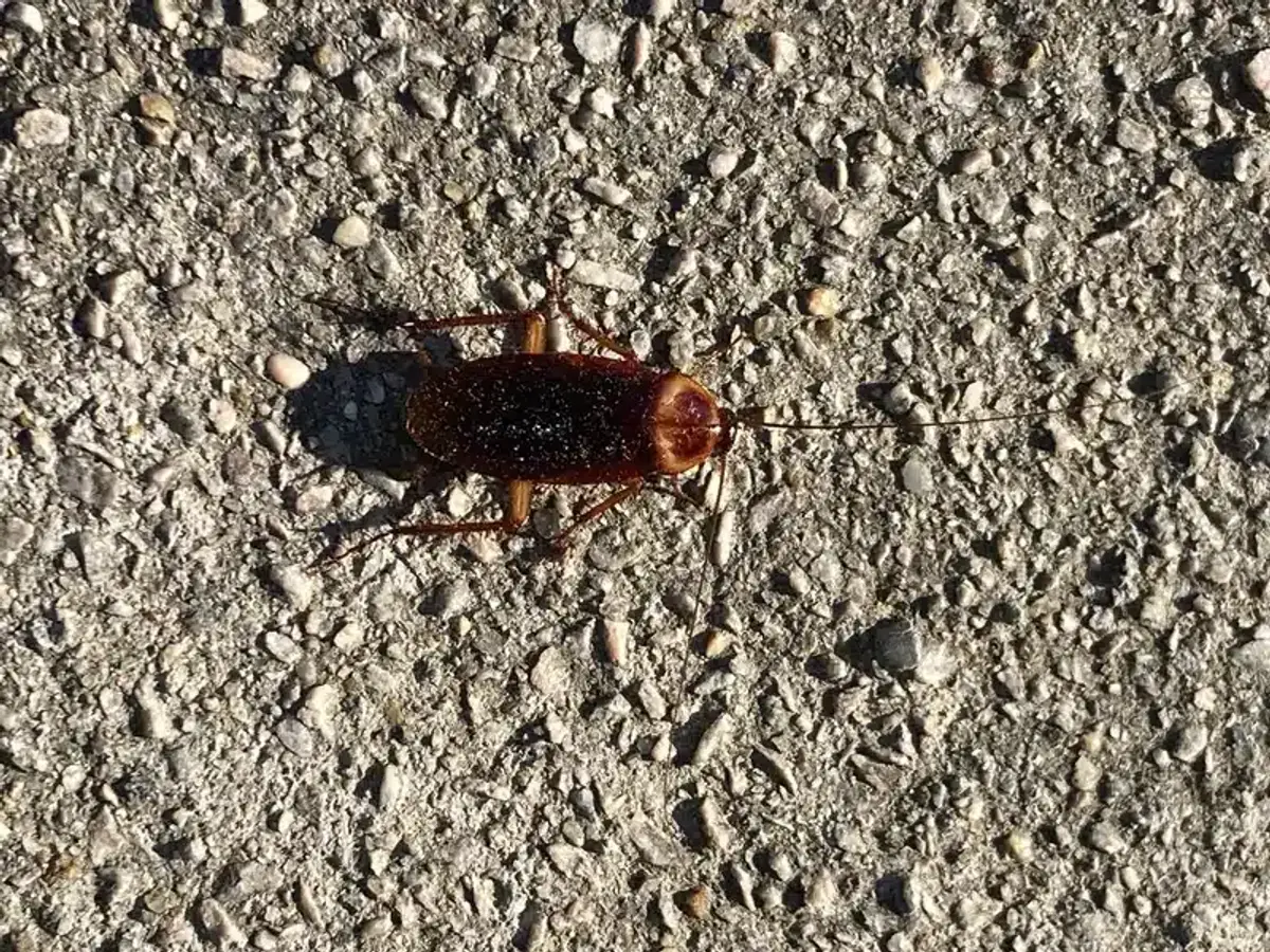Large reddish-brown American cockroach on a concrete surface