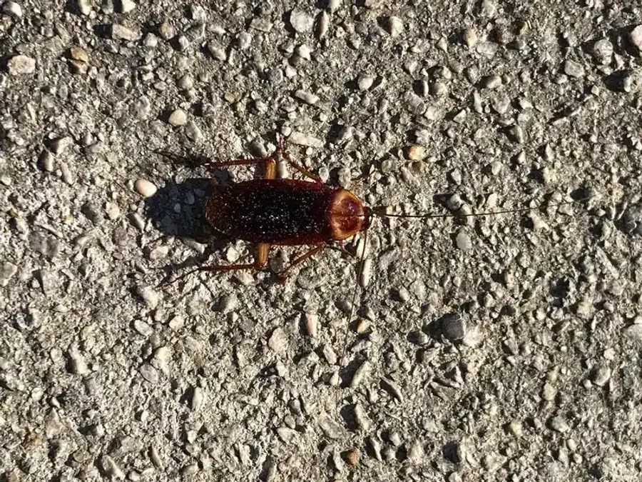 Close-up of an American cockroach on concrete