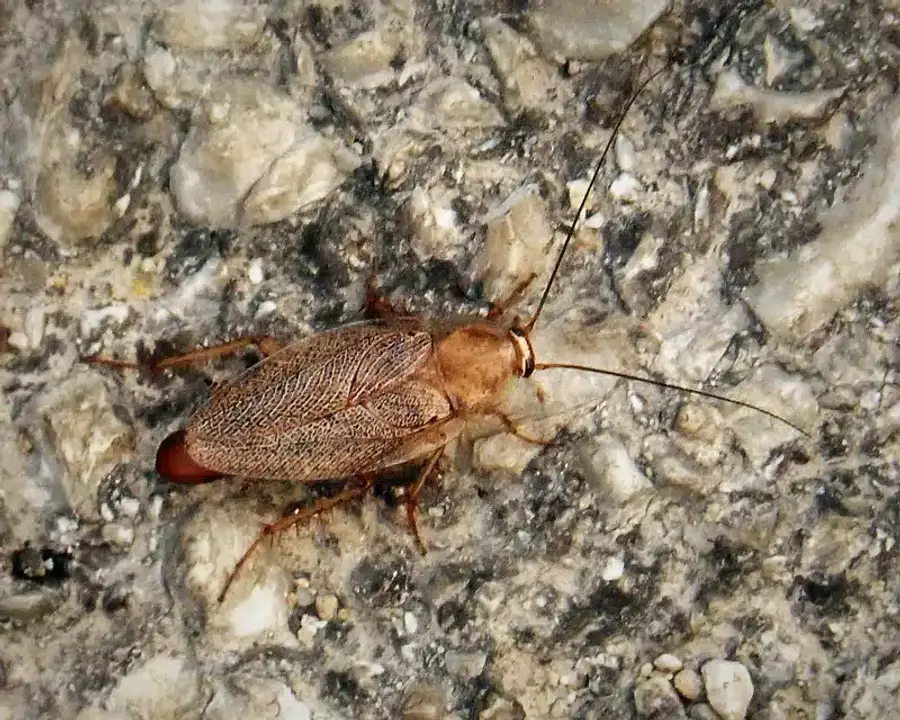 American cockroach on a concrete surface