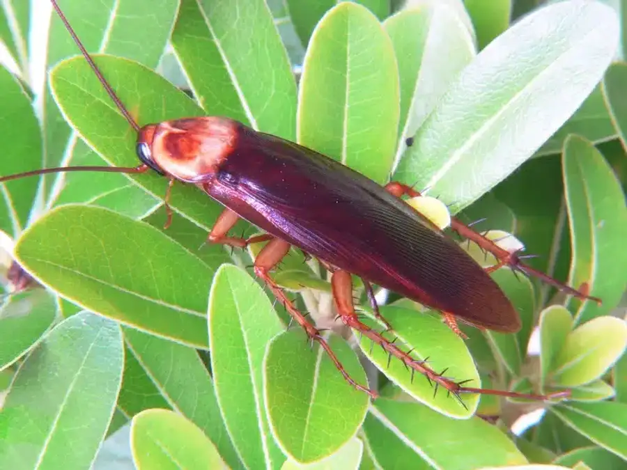 American cockroach on green leaves