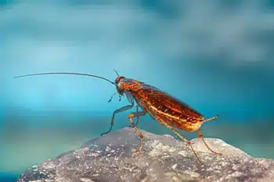 American cockroach on a rock