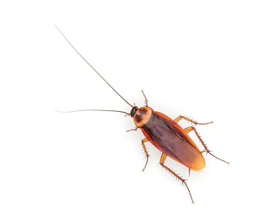 American cockroach on a white background