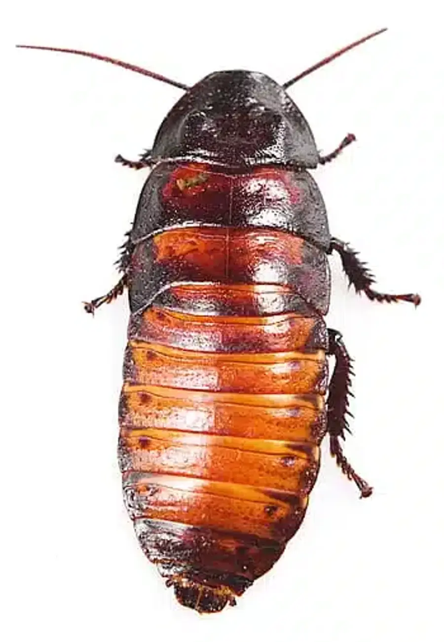 American cockroach on white background