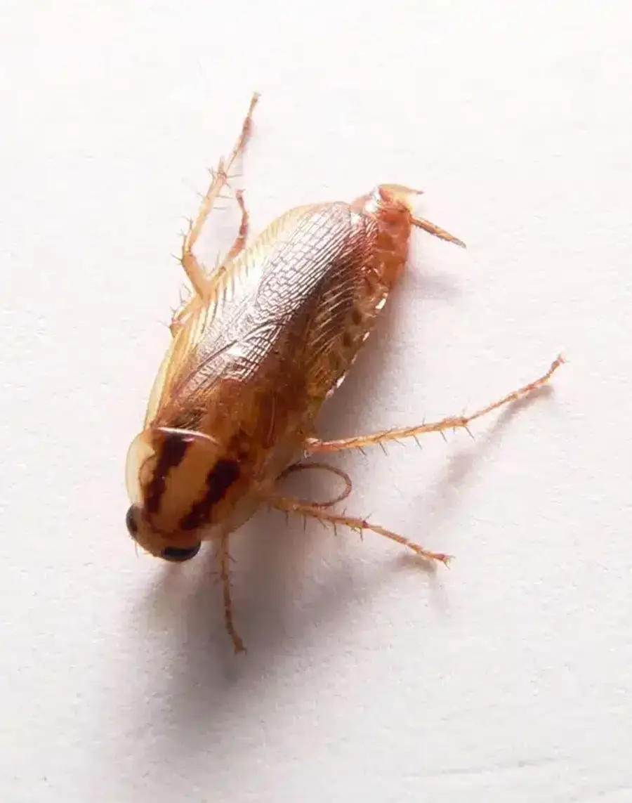 Close-up of an American cockroach
