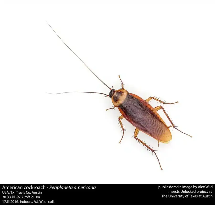 American cockroach on a white background