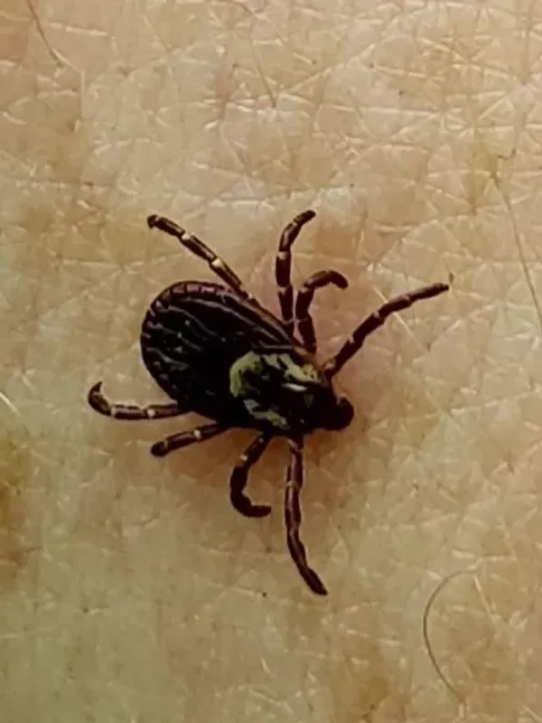 Top-down view of an American dog tick showing its distinctive ornate white and brown markings on the scutum