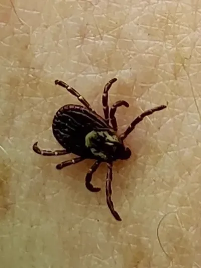American Dog Tick