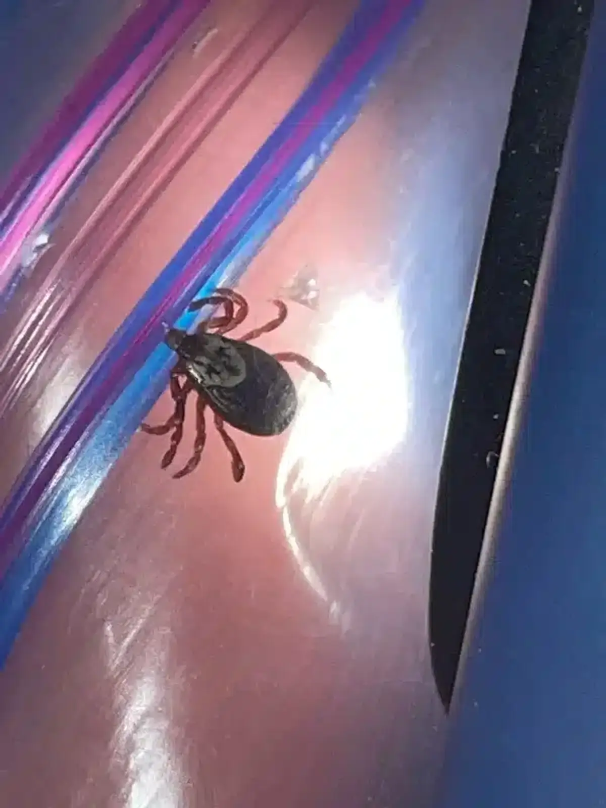 American dog tick displaying distinctive markings and size for Maryland identification